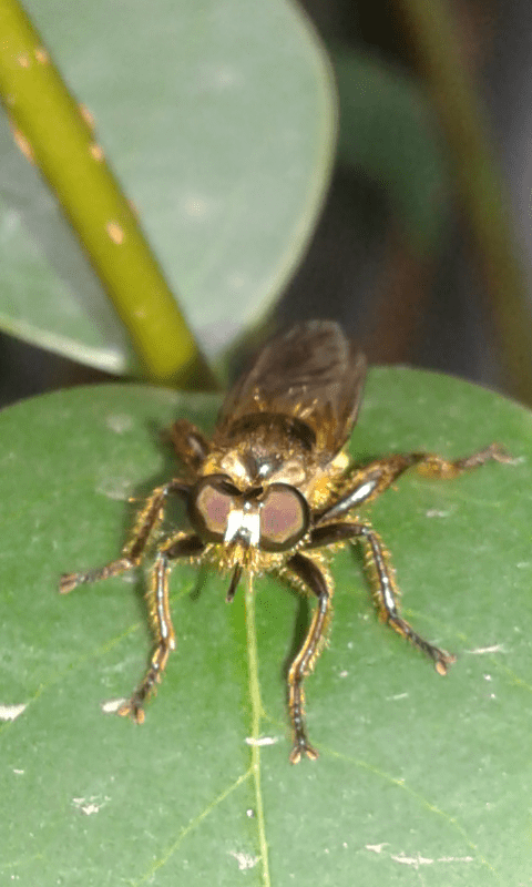 Asilidae ; Choerades sp.?  S